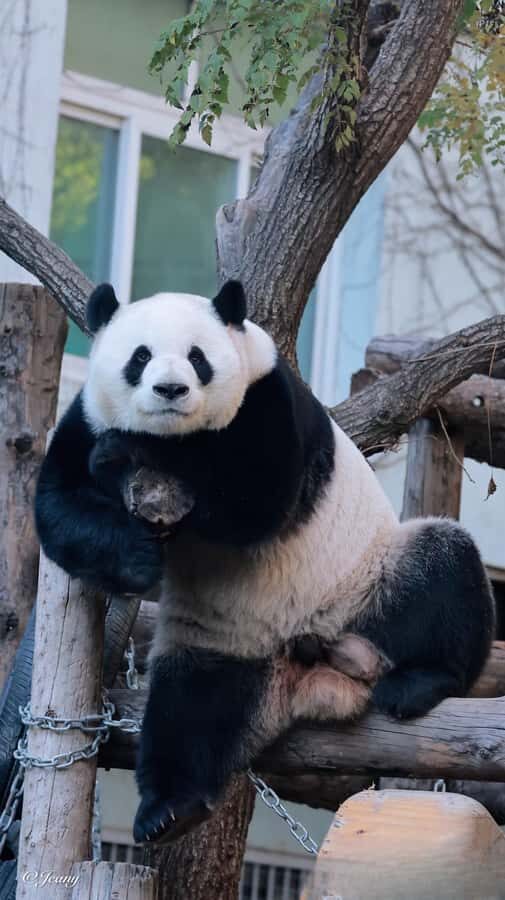 Beijing: Panda Pavilion Tickets - Authentic Insights from Reviews