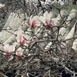 Beijing: Tanzhe Temple Blessing Tour with Guide - Exploring the Historic Buildings