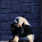 Beijing Zoo Entry Ticket - Panda House Included - Practical Tips for Visiting the Panda House