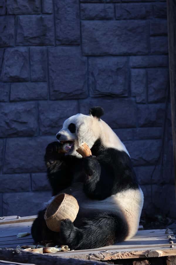 Beijing Zoo Entry Ticket - Panda House Included - Practical Tips for Visiting the Panda House