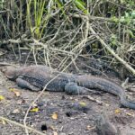 Bentota/Kalutara: Koggala Lake Boat Safari & Kayaking Tour - Exploring the Itinerary in Detail