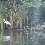 Bentota/Kalutara: Koggala Lake Boat Safari & Kayaking Tour - The Itinerary Breakdown