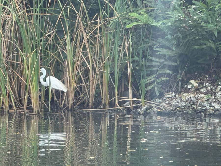 Bentota/Kalutara: Koggala Lake Boat Safari & Kayaking Tour - The Itinerary Breakdown