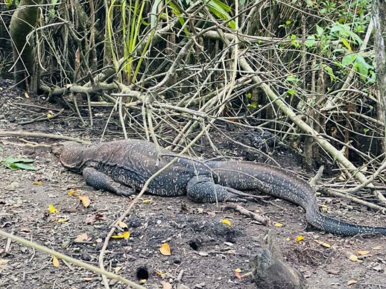 Bentota/Kalutara: Koggala Lake Boat Safari & Kayaking Tour - Exploring the Itinerary in Detail