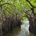 Bentota River Safari -Ahungalla/Bentota/Aluthgama/Kosgoda - What’s Really on Offer: Breaking Down the Experience