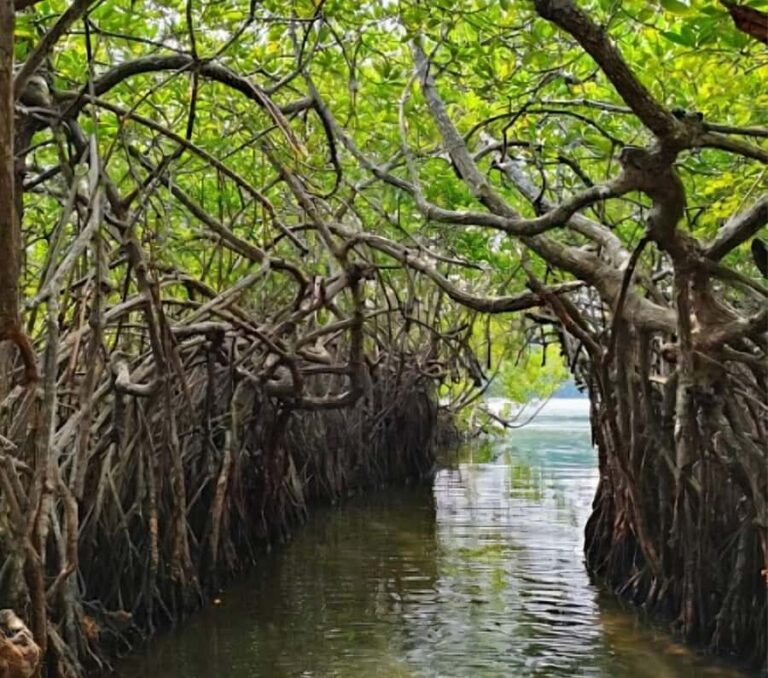 Bentota River Safari -Ahungalla/Bentota/Aluthgama/Kosgoda - What’s Really on Offer: Breaking Down the Experience