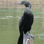 Bentota: River Safari with Hotel Pickup and Drop-Off - The Price and Value