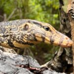 Bentota River Safari with Transfer and Guide - The Itinerary Breakdown