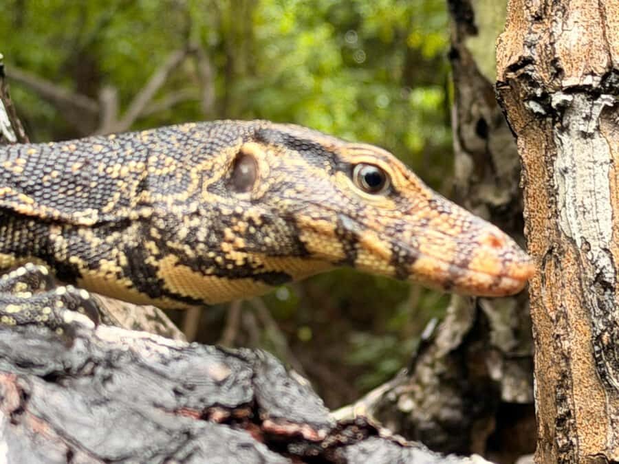 Bentota River Safari with Transfer and Guide - The Itinerary Breakdown