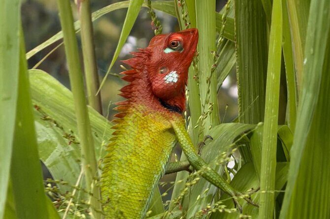 Bentota River Wildlife Boat Safari - How the Experience Compares to Similar Tours