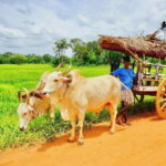 Bentota Village tour, River Safari with Westcoast - Practical Details and What to Know