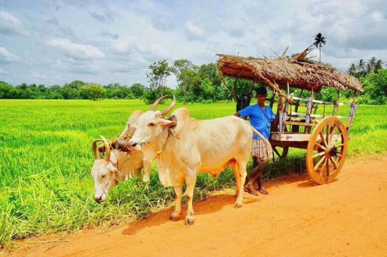 Bentota Village tour, River Safari with Westcoast - Practical Details and What to Know  
