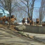 Beppus Best: African Safari and Beppu Hells Private Tour - What’s Included and What to Expect