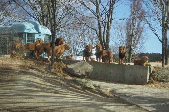 Beppus Best: African Safari and Beppu Hells Private Tour - What’s Included and What to Expect