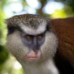 Best Of Grenada Historical Spice Tour and Annandale Waterfall - Final Thoughts