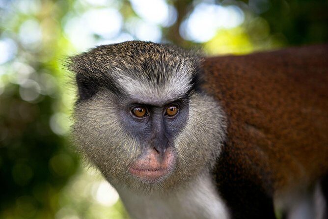 Best Of Grenada Historical Spice Tour and Annandale Waterfall - Final Thoughts