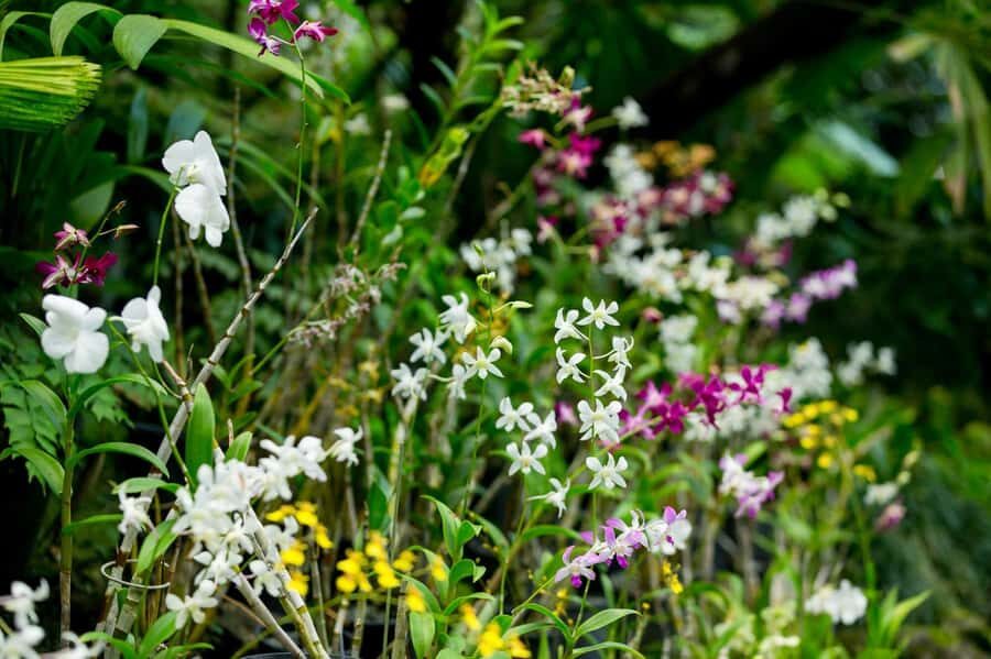 Best of Nadi Highlights - Transport, Timing, and Group Experience