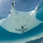 Best of Ningaloo Mantas and More - Price and Value