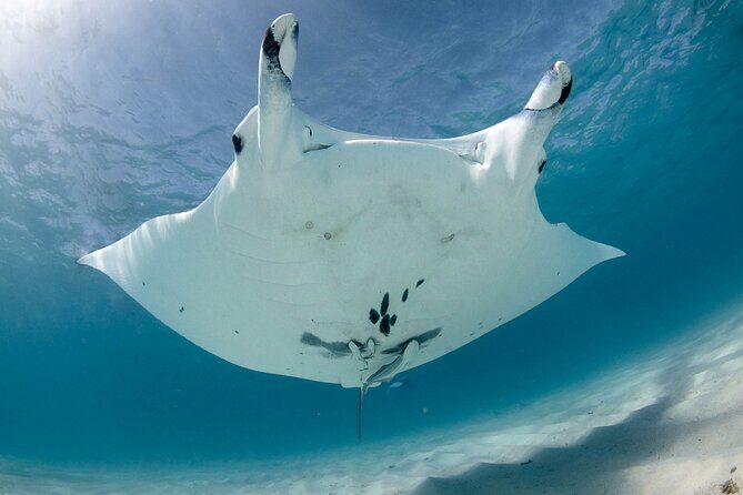 Best of Ningaloo Mantas and More - Price and Value
