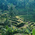 Best of Ubud: Waterfall, Temple & Rice Terrace - What’s Included & What to Keep in Mind