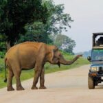 Best Value Yala Safari: Spot Leopards, Elephants & Bears (Shared) - A Closer Look at the Yala Safari Experience
