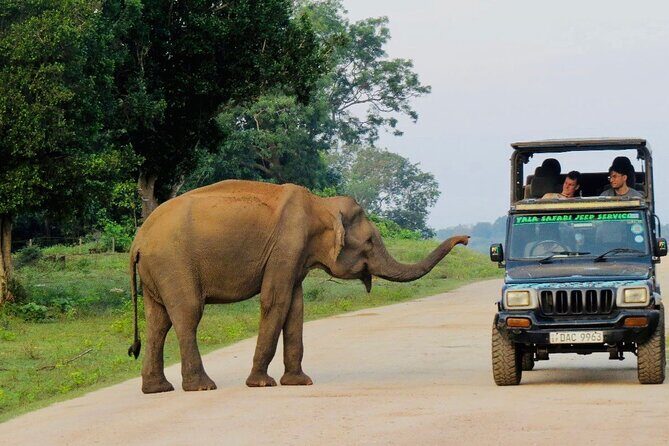 Best Value Yala Safari: Spot Leopards, Elephants & Bears (Shared) - A Closer Look at the Yala Safari Experience