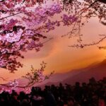 Between Cloud Sea and Ancient Woods Alishan Awaits - Final Thoughts: Is This Tour for You?