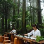 Between Cloud Sea and Ancient Woods Alishan Awaits - Exploring Taiwan’s Mountain Treasures: An In-Depth Look