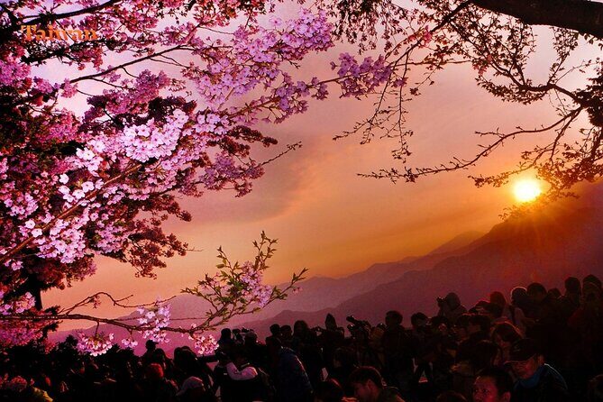 Between Cloud Sea and Ancient Woods Alishan Awaits - Final Thoughts: Is This Tour for You?