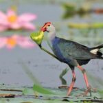 Bharatpur: Keoladeo National Park Guided Tour with Pickup - The Itinerary Breakdown