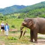 Big Boy Elephant Sanctuary and Bamboo Rafting Experience - Authentic and Responsible Travel