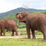 Big Boy Elephant Sanctuary Half Day Tour + Pad Thai Cooking Class - Who Is This Tour Perfect For?