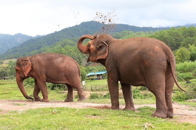 Big Boy Elephant Sanctuary Half Day Tour + Pad Thai Cooking Class - Who Is This Tour Perfect For?