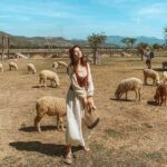 Binh Lap Tour Hang Rai - Sheep Field - Vinh Hy -Grape Garden - Practical Tips for the Tour