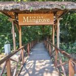 Bintan Island : Mangrove Or Fireflies Tour - The Itinerary Breakdown