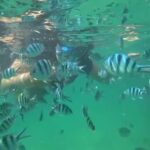 Bintan Snorkeling - Snorkeling Site and Marine Environment