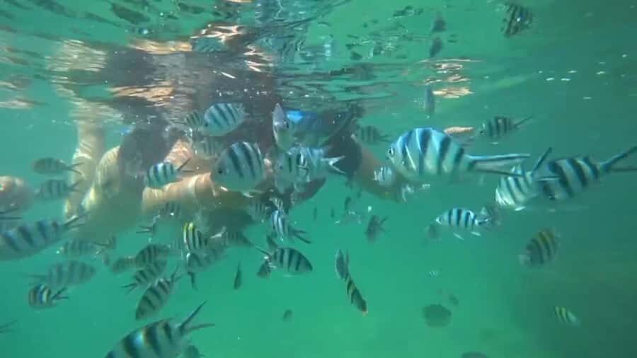 Bintan Snorkeling - Snorkeling Site and Marine Environment