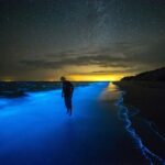 Bioluminescent Bay Adventure in Grand Cayman - The Pros and Cons: What You Need to Know