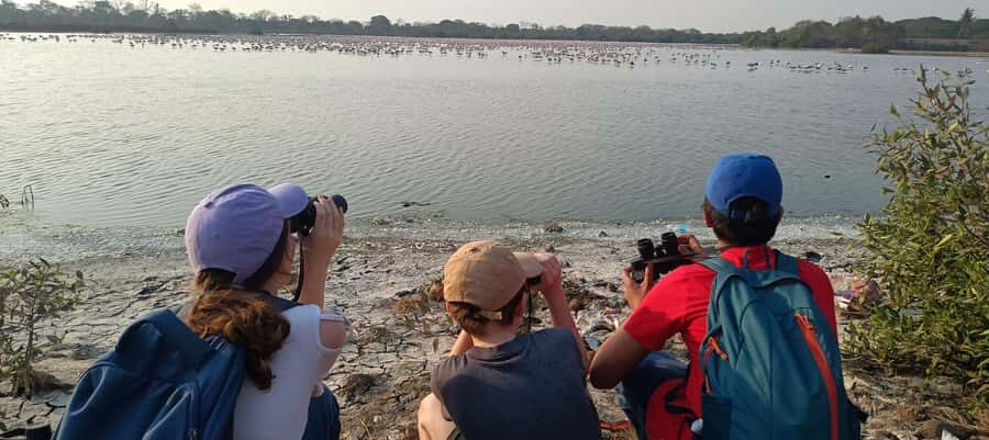 Bird Walk at Navi Mumbai - What You Can Expect During the Tour