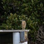 Bird Watching Kayak Tour - Practical Tips for Booking and Participation