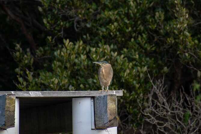 Bird Watching Kayak Tour - Practical Tips for Booking and Participation  