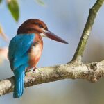 Bird Watching with Cannoning Tour in Chitwan National Park - Who Would Love This Tour?