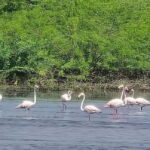 Bishnoi Village :Safari tour - The Route and Itinerary