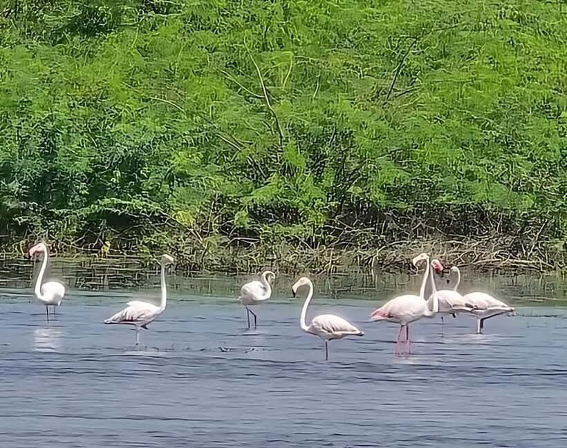 Bishnoi Village :Safari tour - The Route and Itinerary