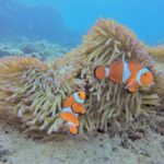 Blue Cave Area Experience Diving!Free feeding & photo images Chinese guide available!1 group with a dedicated instructor - What to Expect from the Tour