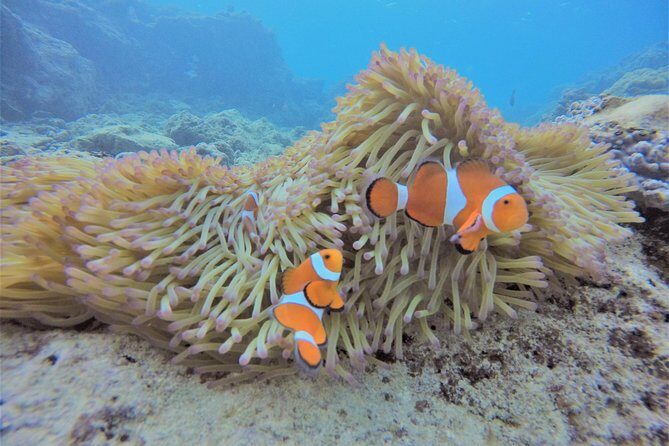 Blue Cave Area Experience Diving!Free feeding & photo images Chinese guide available!1 group with a dedicated instructor - What to Expect from the Tour
