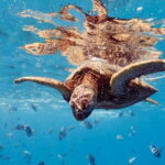 Blue Lagoon Snorkeling with Lunch and Transport - The Experience’s Highlights