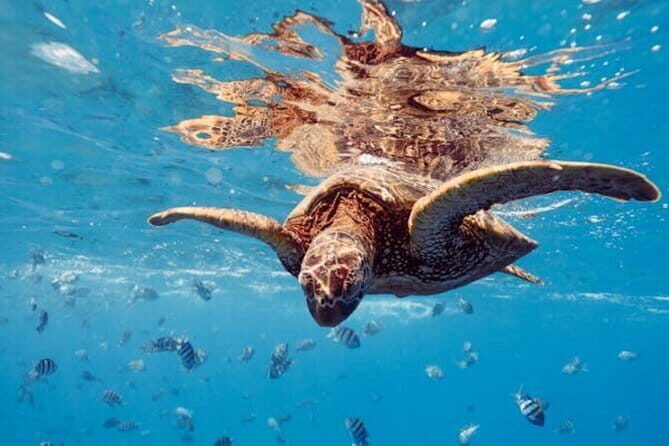 Blue Lagoon Snorkeling with Lunch and Transport - The Experience’s Highlights