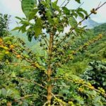 BLUE MOUNTAIN TOUR FROM OCHO RIOS - Scenic Stops and Photo Opportunities