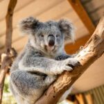 Blue Mountains Day Tour -Featherdale & Scenic World (15 MAX) - Introduction: The Allure of a Blue Mountains Day Trip